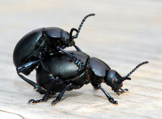 Mistkäfer bei der Paarung