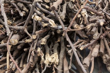 deadwood branches for fire