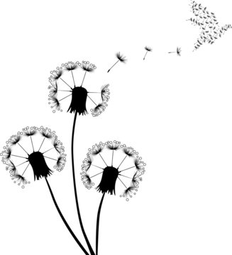 dove and black dandelions