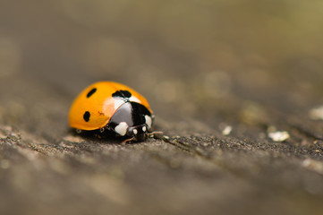 Ladybug