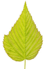 detailed green leaf