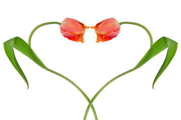 Heart from two tulips