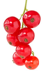 Obraz premium red currant