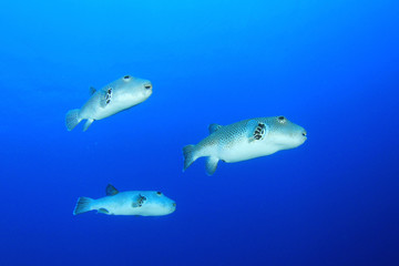 Giant Puffer Fish