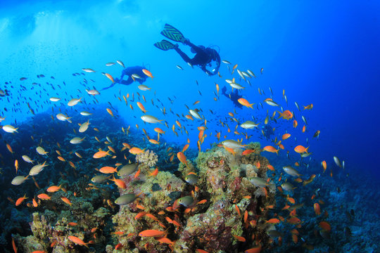 Scuba Divers swim over a coral reef