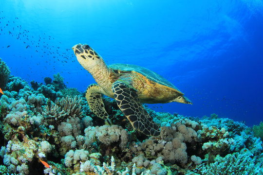 Fototapeta Hawksbill Turtle