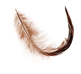 dark brown feather isolated on white