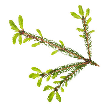 isolated spring fir green branch
