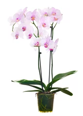 Photo sur Plexiglas Orchidée Fleurs d& 39 orchidée rose clair en pot sur fond blanc