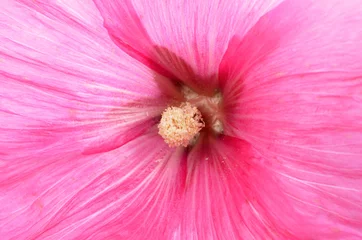  Prachtig decoreren van stokroosbloemen /Althaea officinalis/ © iluzia