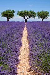 Keuken foto achterwand Lavendel pad © ChantalS