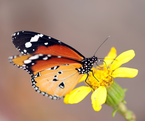 Monarchfalter