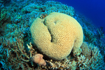 Diving in the Red Sea