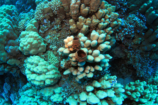 Fototapeta Diving in the Red Sea