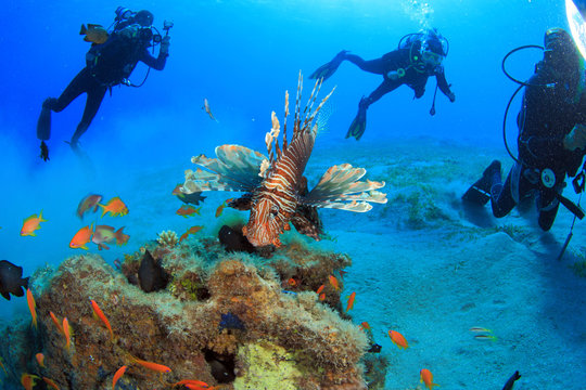 Fototapeta Diving in the Red Sea