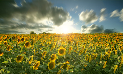 Obraz premium Sunflower field