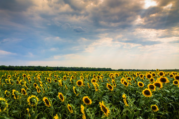 Подсолнухи