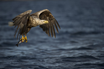 White-tailed Eagle hunting
