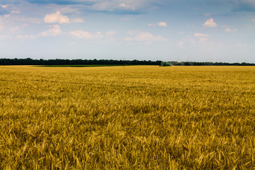 Колосья пшеницы