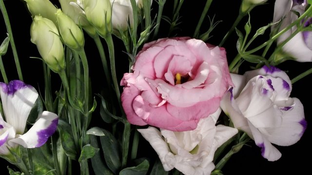 Blooming colorful eustoma  (Eustoma grandiflorum)
