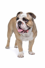 English Bulldog