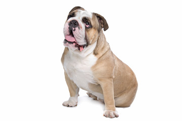 English Bulldog