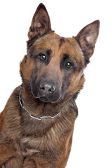 Belgian Shepherd portrait