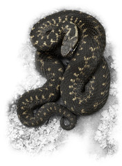 European Adder