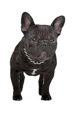 Dark brown French bulldog