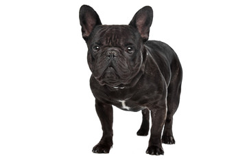 Dark brown French bulldog