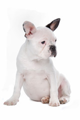 French Bulldog puppy