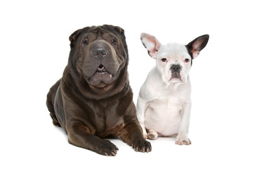 Shar-Pei and a French Bulldog puppy