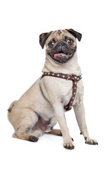 Obraz premium Pug dog