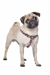Fototapeta premium Pug dog