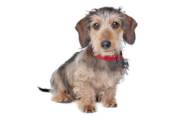 Wire-haired Dachshund