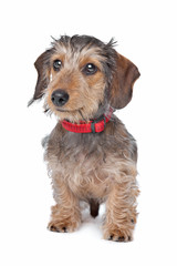 Wire-haired Dachshund