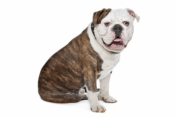 Fototapeta premium Old English Bulldog