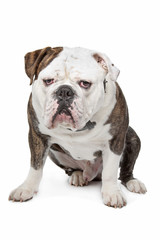 Old English Bulldog