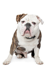 Obraz premium Old English Bulldog