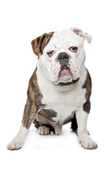 Old English Bulldog