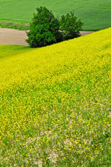 COLTIVAZIONI DI BIOCOMBUSTIBILE