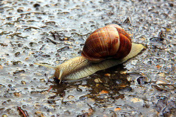 Weinbergschnecke auf der nassen Straße
