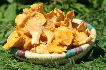 Un panier de chanterelles