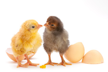 Newborn chicken