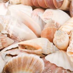 Sea shell as a background