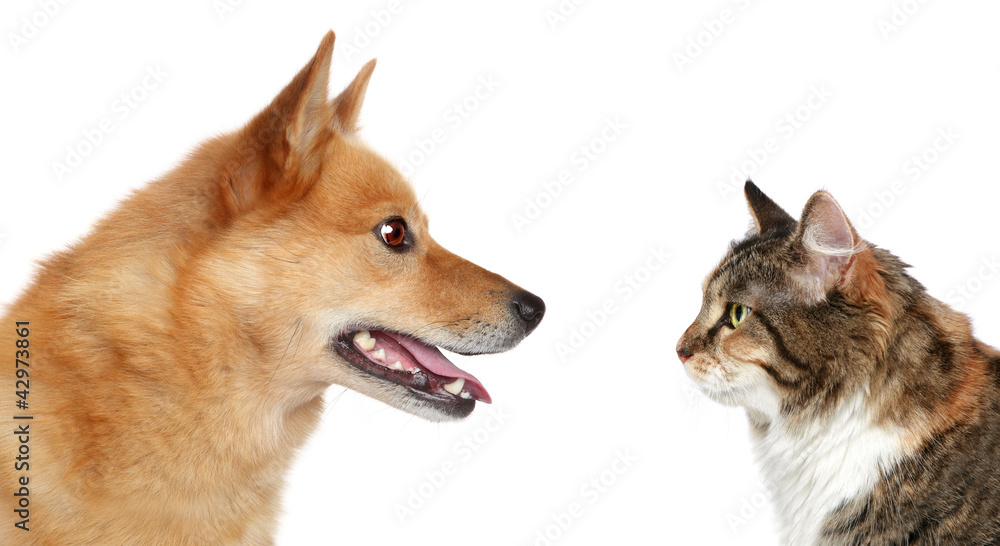 Sticker dog and cat looking at each other