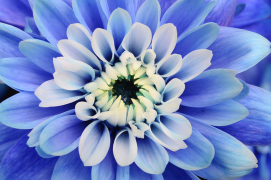 Fototapeta Macro of blue flower aster