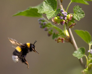 bumble bee flying to flower - obrazy, fototapety, plakaty