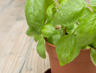 Potted Basil