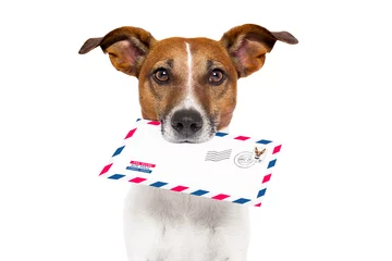 Printed kitchen splashbacks Crazy dog mail dog